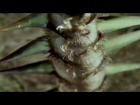 Видео: Как да се грижим за бамбука