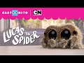 Lucas the Spider – Too Hot to Handle! - Series First Look