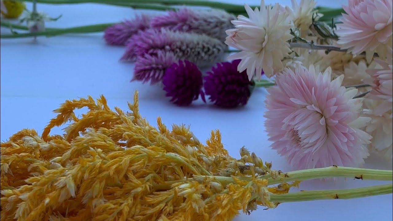 Part 2 Drying Cut Flowers 🌸 🌿🌸🌱celosia, gomphrena, straw flowers YouTube