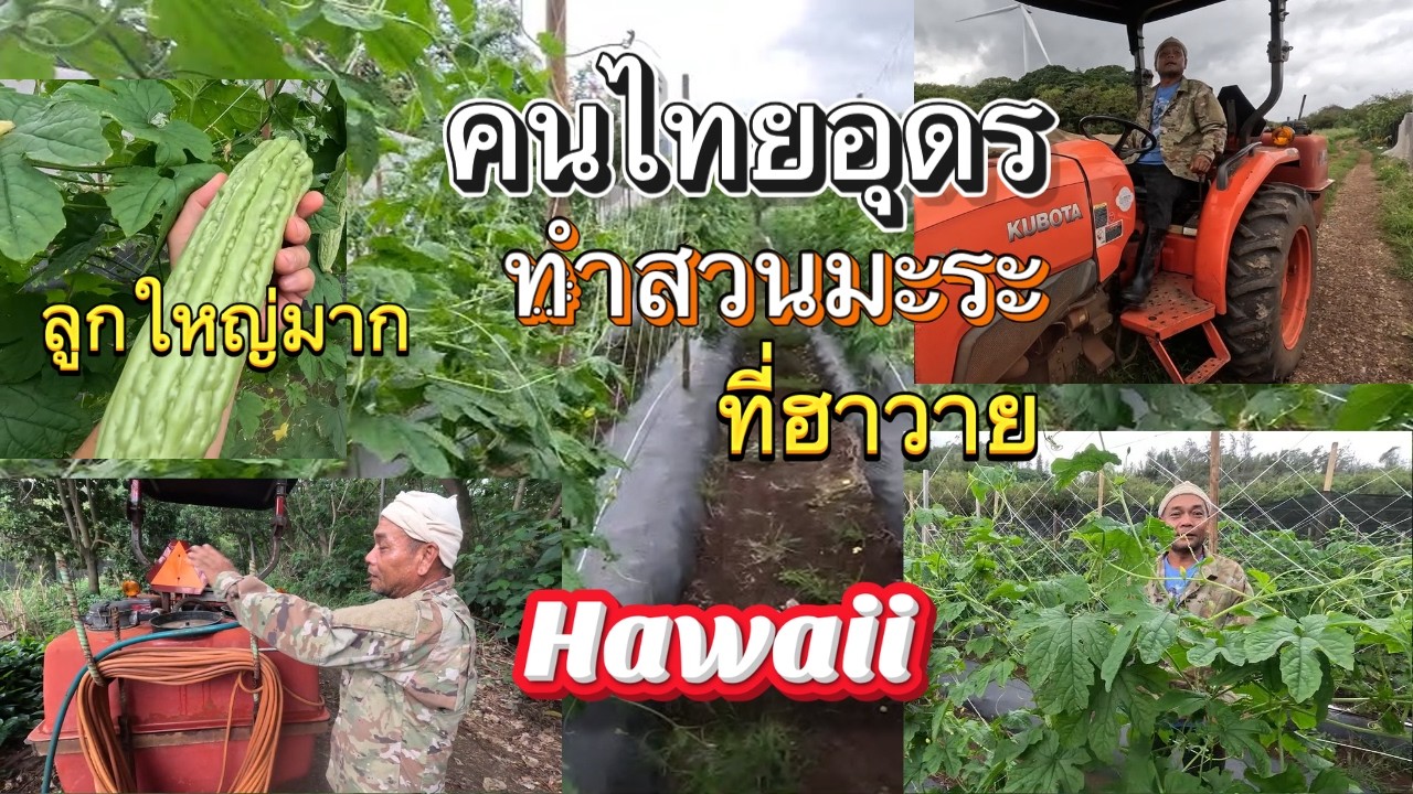 คนไทยอุดรทำสวนมะระที่ฮาวายลูกใหญ่มาก Kahuku Farmers raise bitter melon