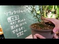 【観葉植物】ソフォラリトルベイビーを熱く語ってみた！！