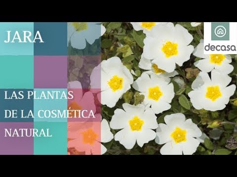 Video: Información sobre la jara - Consejos para cultivar plantas de jara