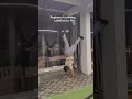 Beginner Learning Calisthenics Day75 Vlog#Calisthenics #1m #BodyweightWorkout #CalisthenicsBeginner