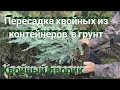 Как пересадить можжевельник? Пересадка хвойных из горшков в открытый грунт