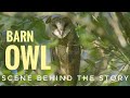 Barn Owl - Behind the scene ~ Serak Jawa ~ Tyto Alba.