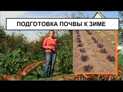 Вопрос: Как подготовить приусадебную землю к зиме?