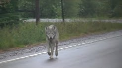 Wolf on the Sawbill Trail 