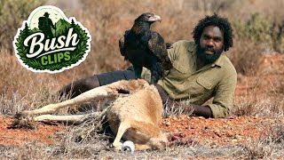 Australia’s Deadliest Bird… And You’ll Never See It Coming. 