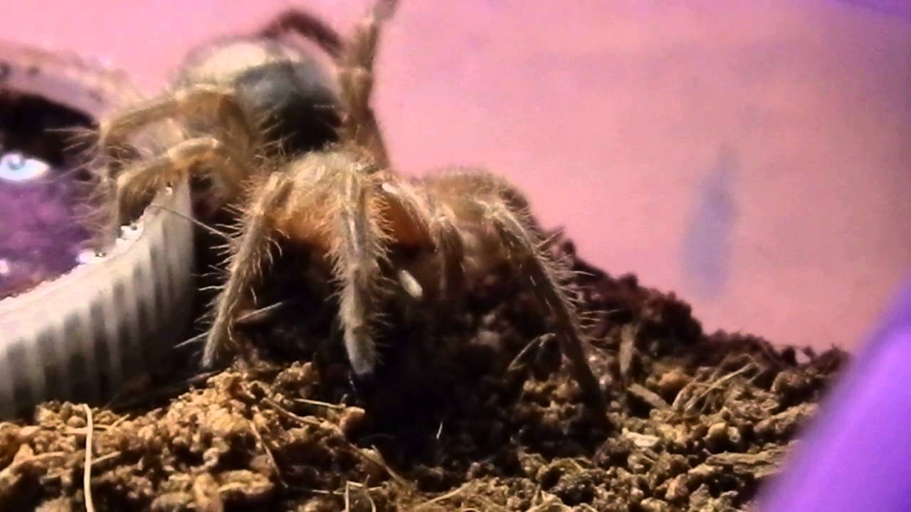 critters attack Feeding Bottom - baby Chaco GoldenKnee