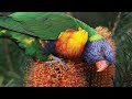 Calls of the Rainbow Lorikeet