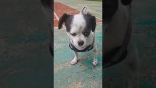 가루의 여름나기 준비?!#shorts