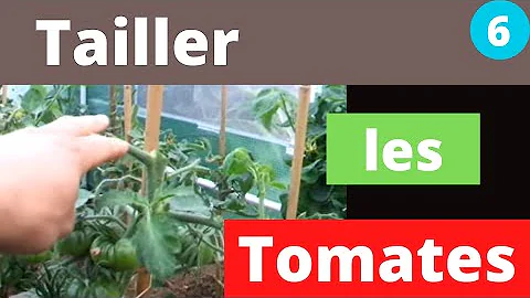 Quand Eteter plant de tomate ?