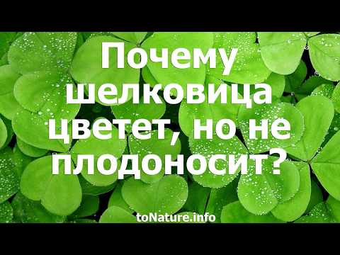 Почему шелковица цветет, но не плодоносит?