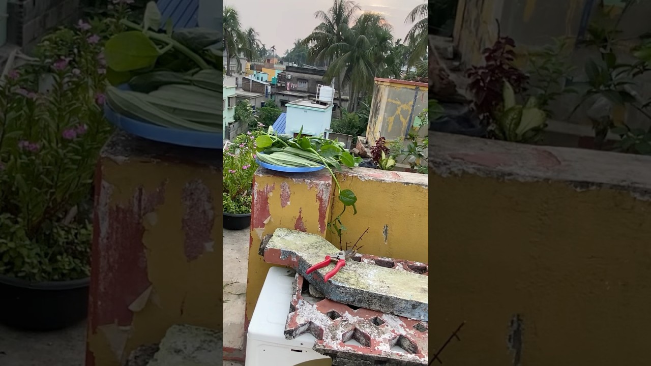 ছাদ বাগান থেকে আজ কী কী সবজি তুললাম#foryou #garden #gardening #foryourpage #plants #gitapayelsgarden