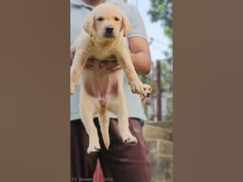Lab puppy || +91 85938 52209 ||#plantorium