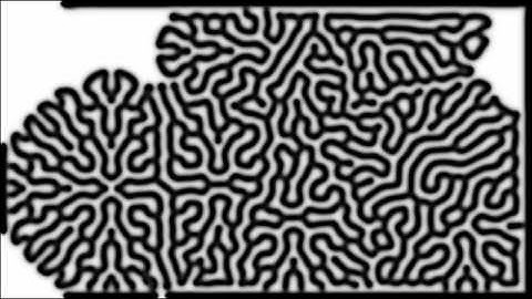 Reaction Diffusion Algorithm in Processing
