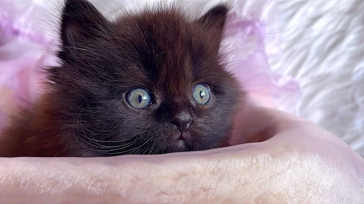 Video 3793661: british longhair cat kittens, british longhair black kitten, cute british longhair kitten, beautiful british longhair, eyes british