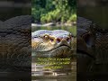 Facts about anaconda snakes #animalfacts #wildlife #anaconda