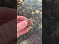 живой камешек