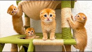 Ginger Kittens Play Fearlessly and Take Over the Playhouse!