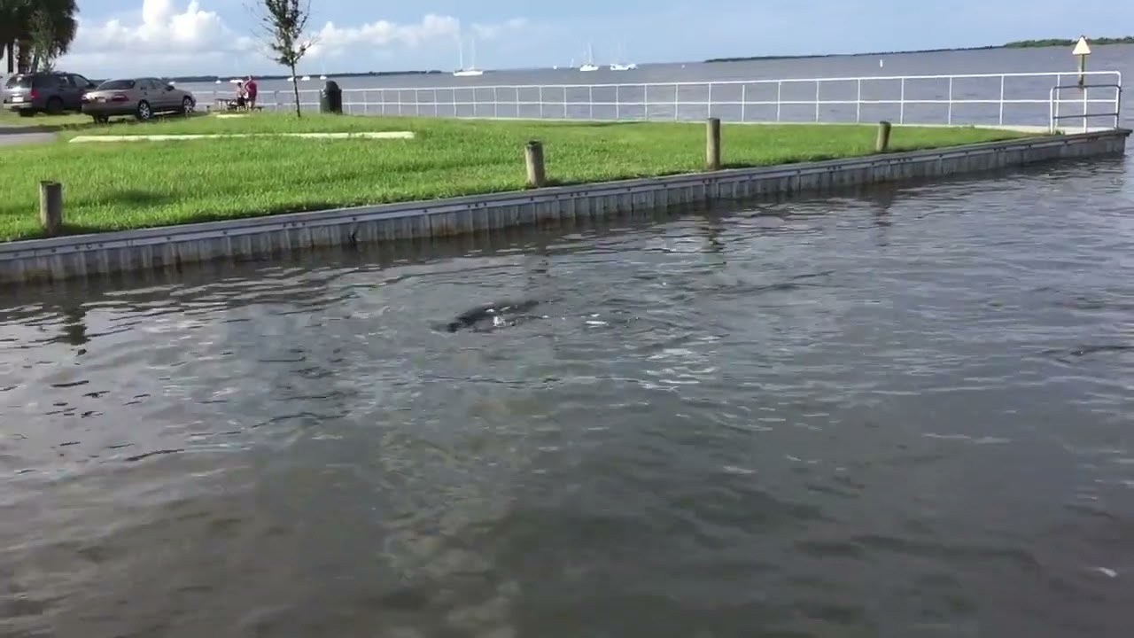 Manatees Swimming & Playing - Sand Point Park - Titusville, Florida 09-28-2014
