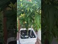 Home Gardening