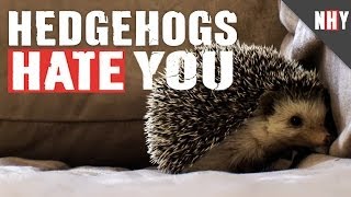 HEDGEHOGS HATE YOU!
The joy of one in your hand. The excitement that comes right before juggling two of them. Hedgehogs are the perfect pets for throwing and Hedgehogs Hate You!
Watch to find out just how much NATURE HATES YOU every Monday!
Watch More Nature Hates You on TestTube http://testtube.com/naturehatesyou
Subscribe now! http://www.youtube.com/subscription_center?add_user=naturehates
HATE Us Elsewhere:
Nature Hates Facebook http://www.facebook.com/naturehatesyou
Nature Hates Twitter http://twitter.com/naturehates
Nature Hates Google+ http://gplus.to/naturehatesyou HEDGEHOGS HATE YOU!