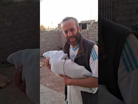 صغير راه مريض 