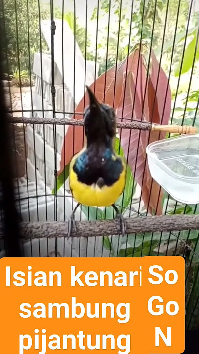 sogon isian kenari
