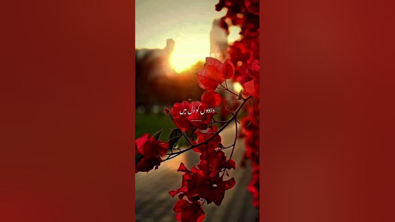 ya-allah-fix-everything-allah-shorts-2024-quran-foryou