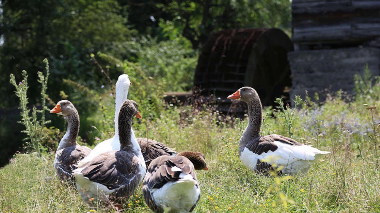 Барсуки ингушетия карта
