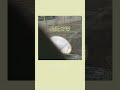 Nagakumo - あるところ