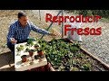 Como Reproducir Fresas y Fresón por Estolones || El Huerto de Silverio