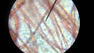 Paramecia Feeding and Eliminate Waste