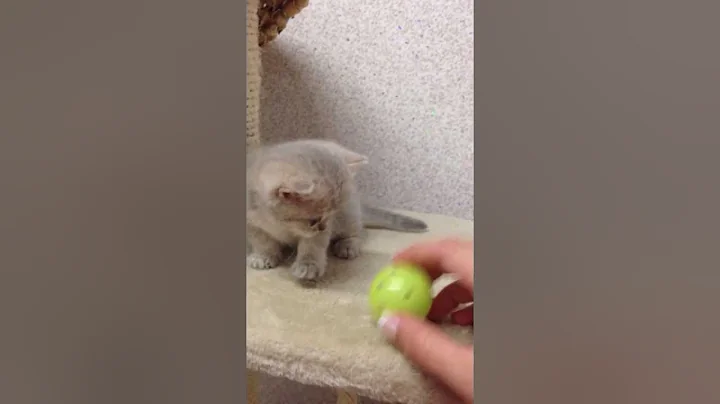 Video 726711: golden shaded british shorthair, british shorthair blue golden, british shorthair blue male, cute golden british shorthair, meet british shorthair, snow british shorthair