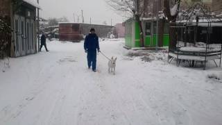 Bull Terrier Danny 1 Year 3 Months