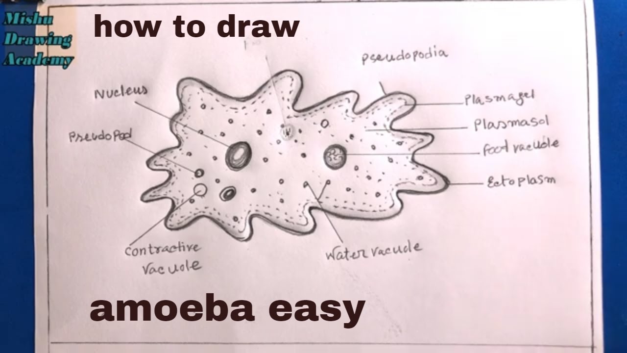How to draw amoeba step by stepdiagram of amoeba
