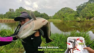 ASTAUFIRULLAH.! se umur² baru kali ini strike ikan toman raksasa sebesar tanduk monas