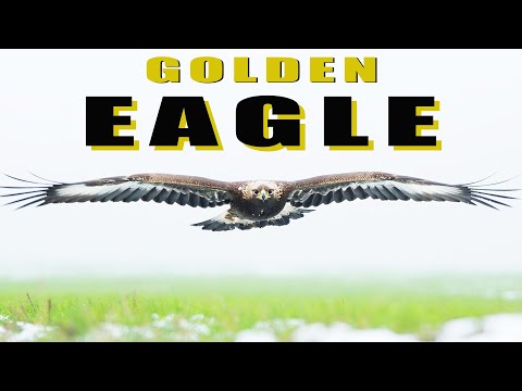Birds of prey - Golden Eagle