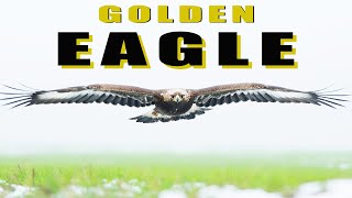 Birds Of Prey - Den Eagle