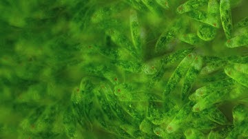 Algal Bloom