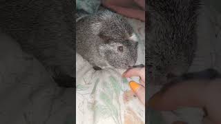Cute piggie ❤️ #guineapig#shorts