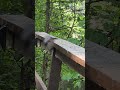 Squirrel makes a nuthatch dance. #shorts
