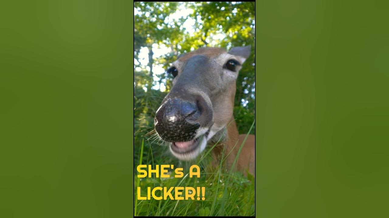 MOMMA DIE DEER RUTH a licker! YouTube