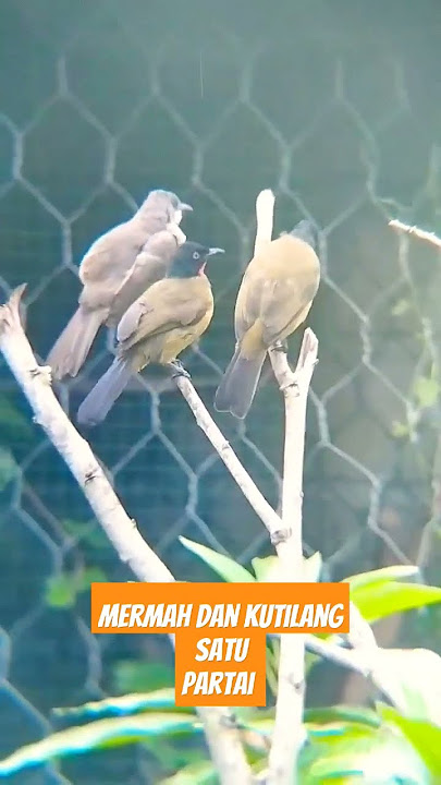 kutilang emas dan Merbah belukar satu jenis
