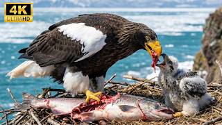Steller's Sea Eagle: 2200 Days From Egg to the Terror of the Seas
