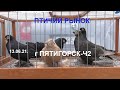 Голуби птичий рынок г Пятигорск-ч2 Pigeons bird market in Pyatigorsk-ch2