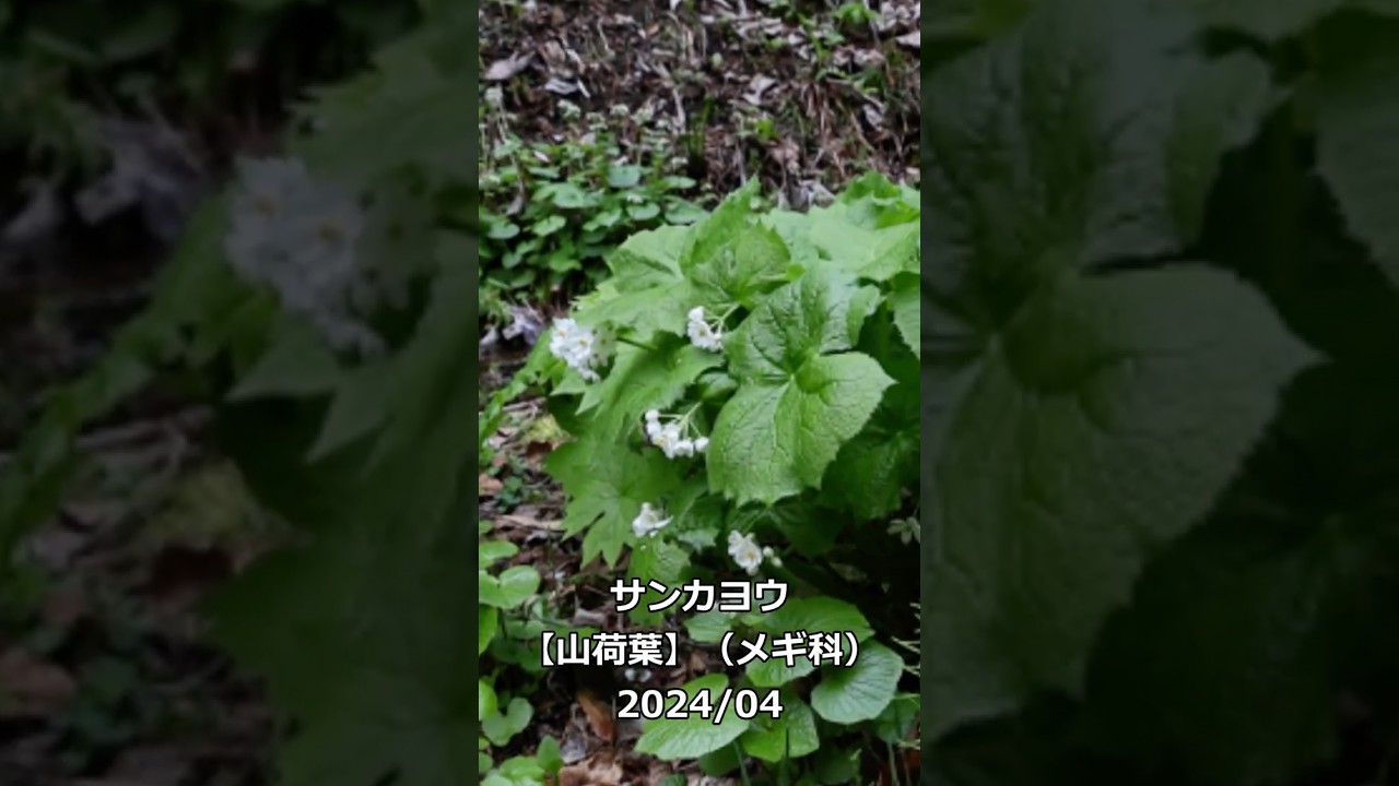 サンカヨウ | 山川草木図譜 | 6月, 山岳の植物, 夏, 7月, メギ科