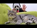 Hilarious animal moments #63