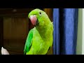 Chulbul Jojo Parrots Family is live